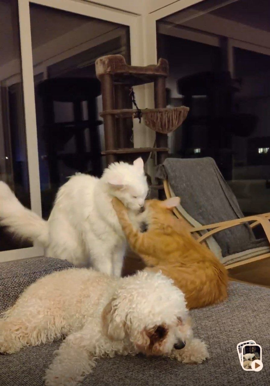 The pets in a heated discussion