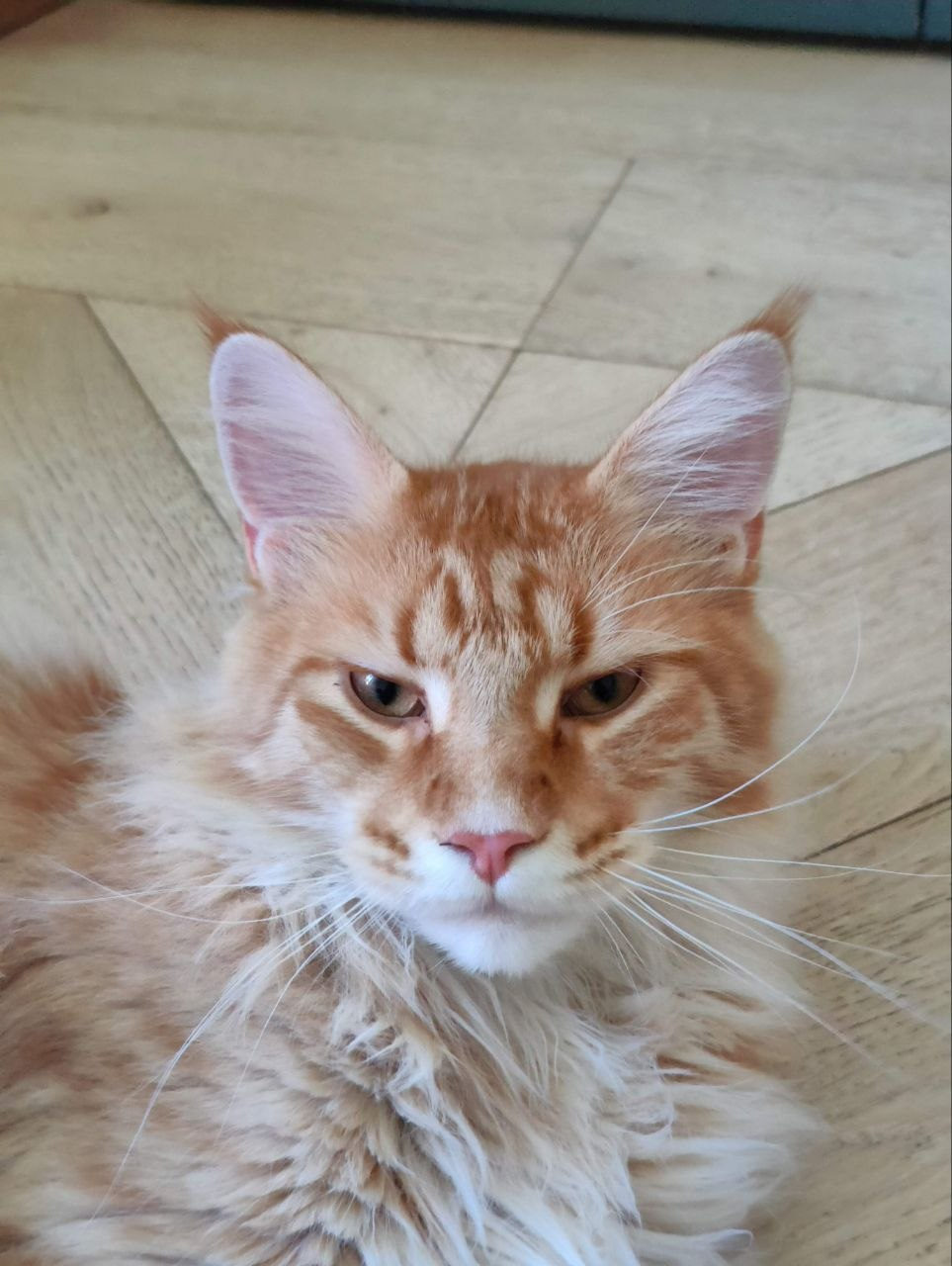 Loki the pet